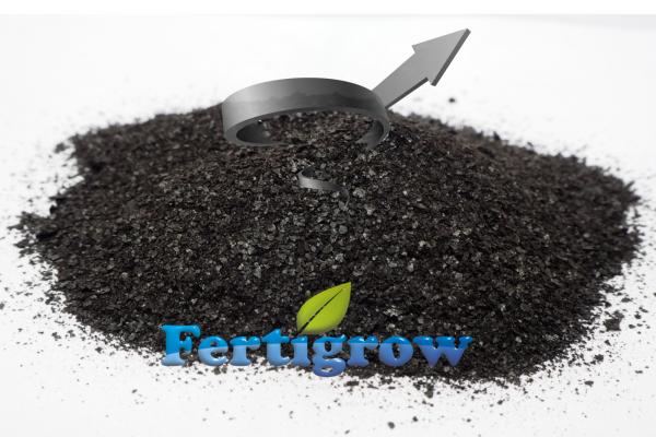 Hunlock Gold (Aspecto)